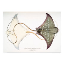 Spotted Eagle Stingray: A Magnificent Creature