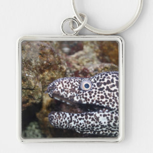 spotted eel right side aquarium animal keychain