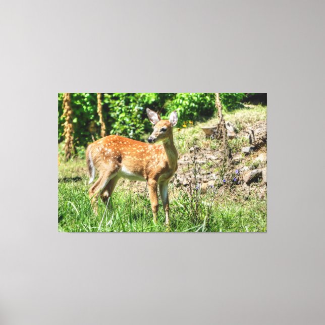 Spotted Fawn Canvas Print (Front)