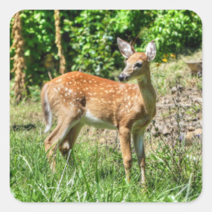 Spotted Fawn Square Sticker