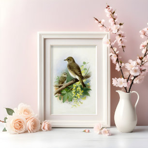 Spotted Flycatchers, Art Illustration Poster
