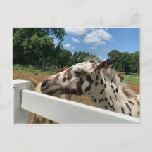 Spotted Foal