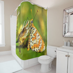 Spotted Fritillary Orange and White Butterfly