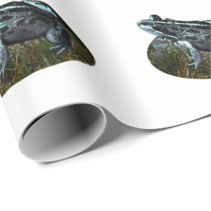 Spotted Grass Frog, Wrapping Paper