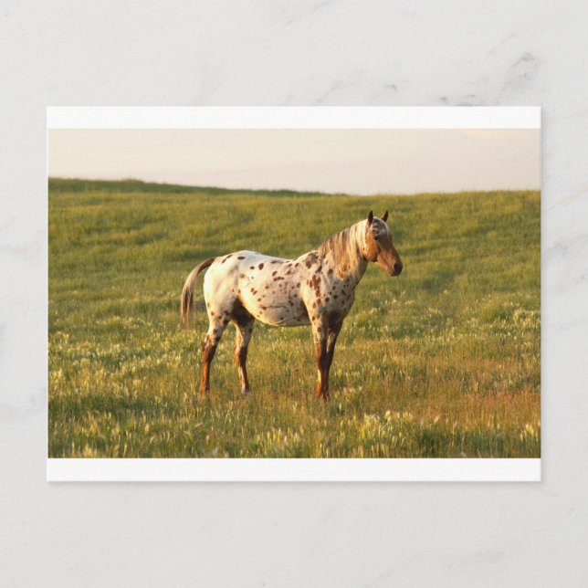 Spotted Horse Stallion Postcard (Front)