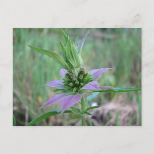 Spotted Horsemint, M. punctata Postcard