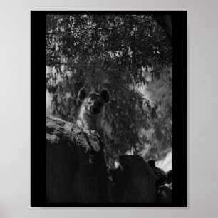Spotted Hyena Black And White Nature Lovers Valenc Poster
