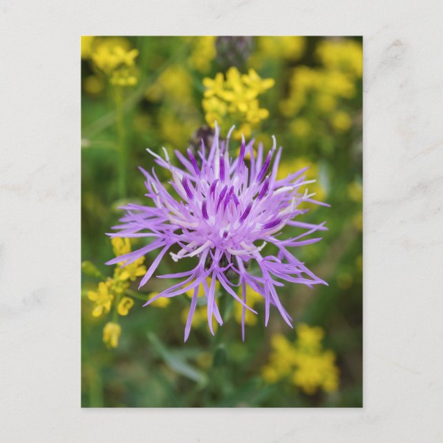 Spotted Knapweed Purple Wildflower Postcard (Front)