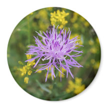 Spotted Knapweed Purple Wildflower Round Magnet