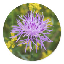 Spotted Knapweed Purple Wildflower Round Stickers