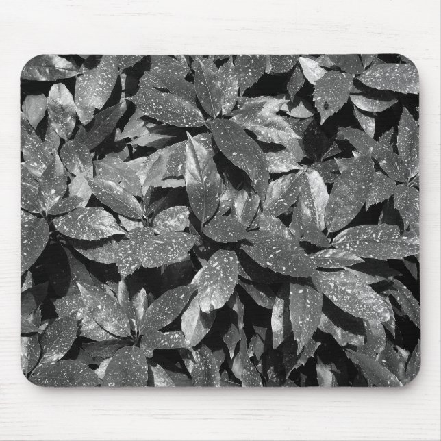 Spotted Laurel, Aucuba Japonica - B/W Mouse Pad (Front)