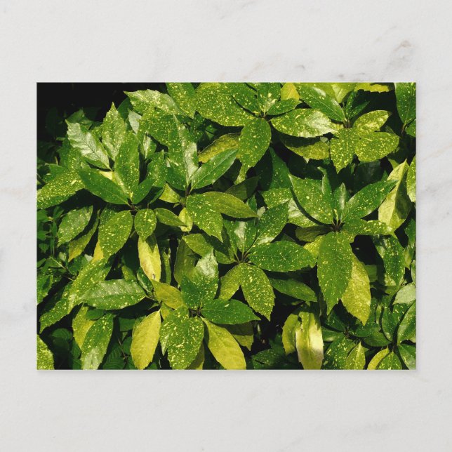 Spotted Laurel, Aucuba Japonica Postcard (Front)