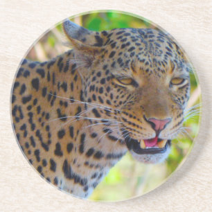 Spotted Leopard Coaster