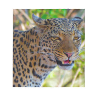 Spotted Leopard
