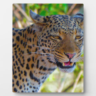 Spotted Leopard Plaque