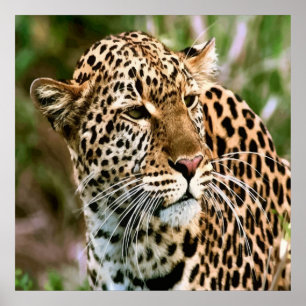 Spotted Leopard Poster