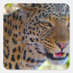 Spotted Leopard Square Sticker