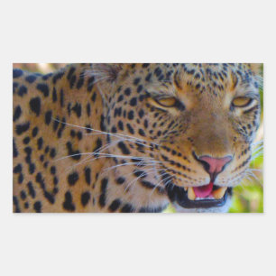 Spotted Leopard Sticker