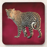 Spotted Leopard Wild Cat Photograph