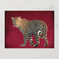 Spotted Leopard Wild Cat Photograph