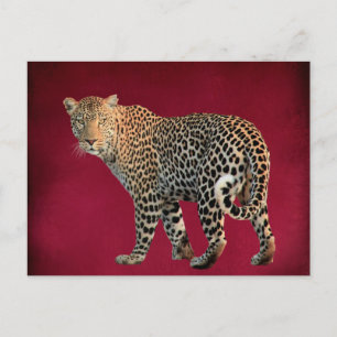Spotted Leopard Wild Cat Photograph Postcard