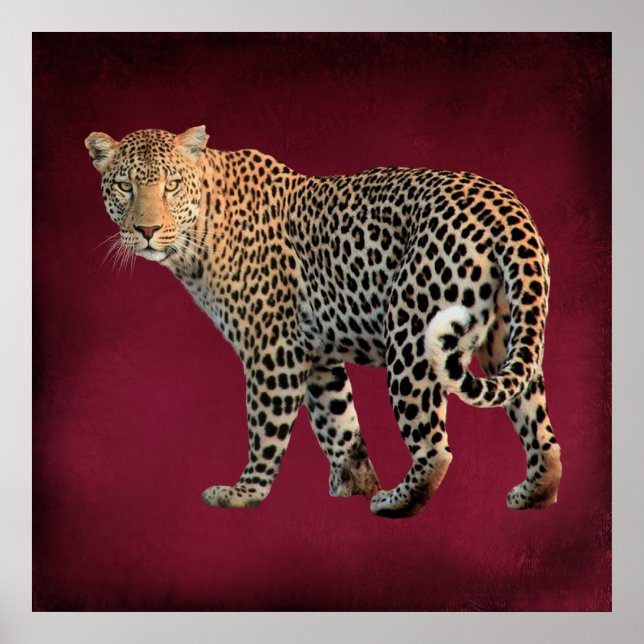 Spotted Leopard Wild Cat Photograph Poster (Front)