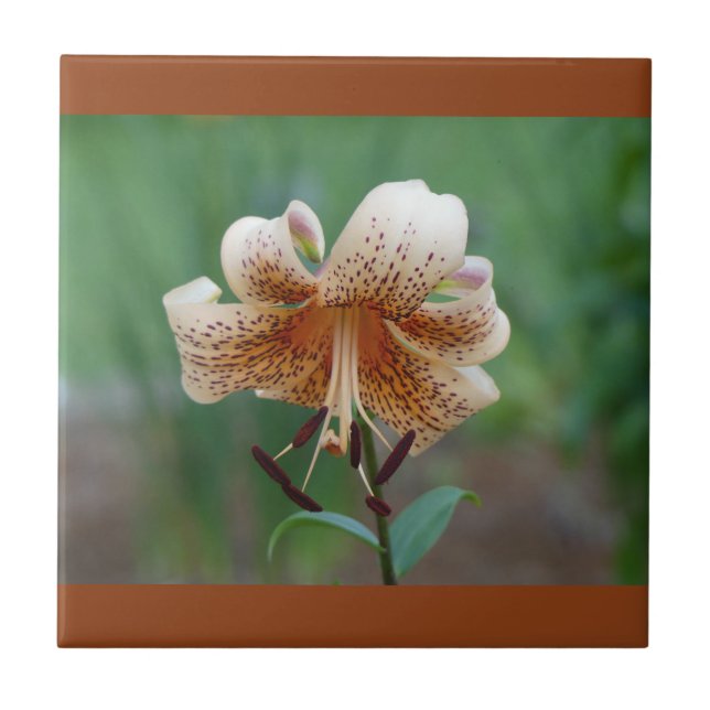 Spotted Lily Decorative Tile (Front)