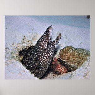 Spotted Moray in Cozumel Poster