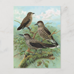 Spotted Nutcracker Vintage Bird Illustration Postcard