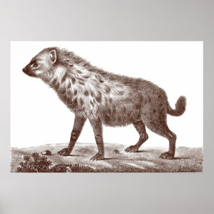 Spotted or Striped Hyena From Antique Print