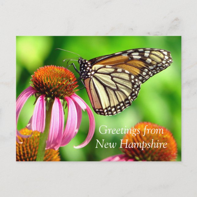Spotted Orange Butterfly_Greetings from NH Postcard (Front)