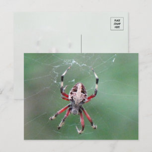 Spotted Orbweaver Spider Postcard