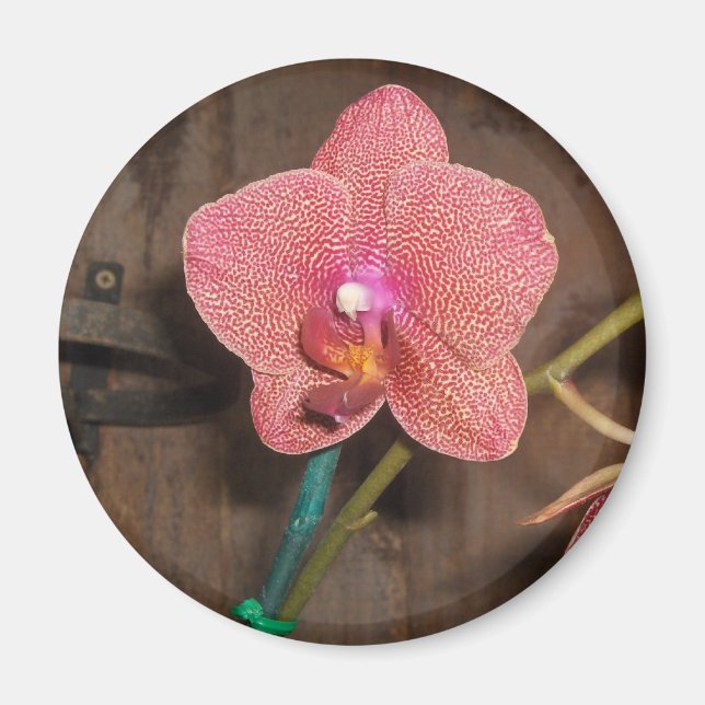 spotted orchid magnet (Front)