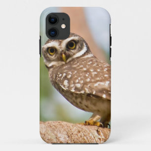 Spotted owl on morning flight. iPhone 11 case