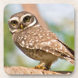 Spotted owl on morning flight. coaster