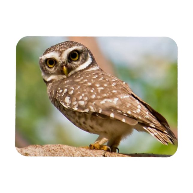Spotted owl on morning flight. magnet (Horizontal)
