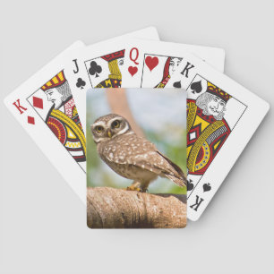 Spotted owl on morning flight. playing cards