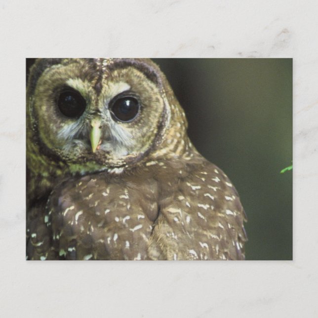 Spotted Owl Postcard (Front)