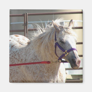 Spotted Pony Magnet