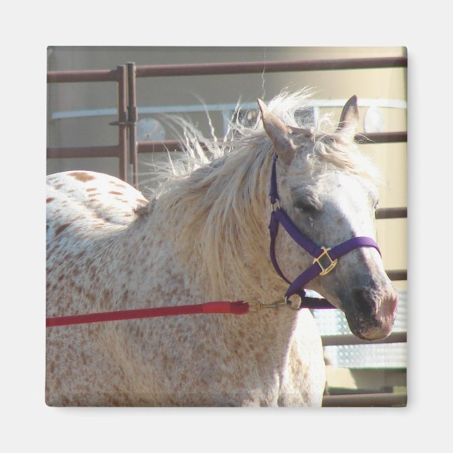 Spotted Pony Magnet (Front)