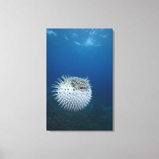 Spotted Porcupine Fish Canvas Print (Front)