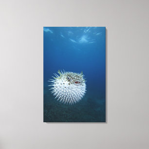 Spotted Porcupine Fish Canvas Print