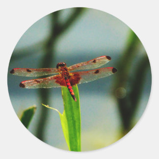 Spotted Red and Black Dragonfly Classic Round Sticker
