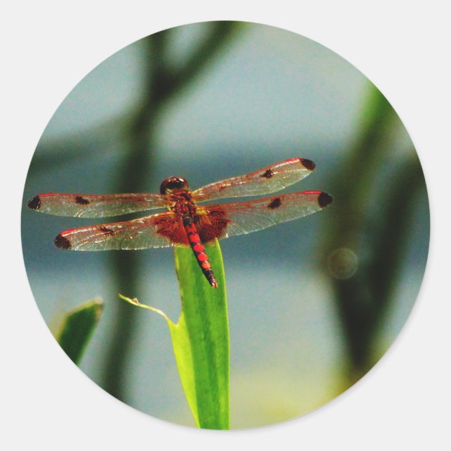 Spotted  Red and Black Dragonfly Classic Round Sticker (Front)