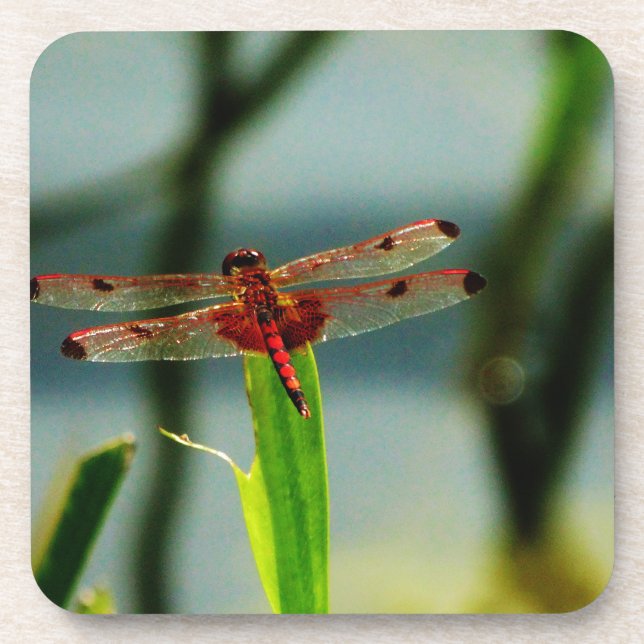 Spotted  Red and Black Dragonfly Coaster (Front)