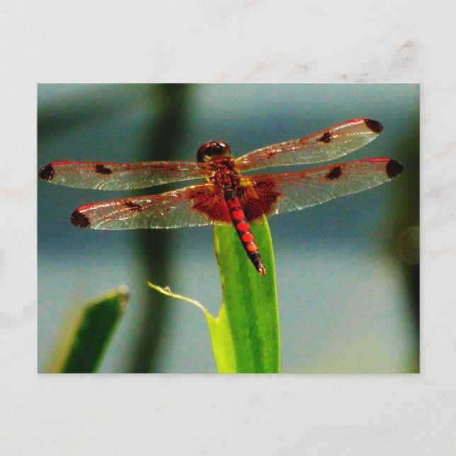 Spotted  Red and Black Dragonfly Postcard (Front)