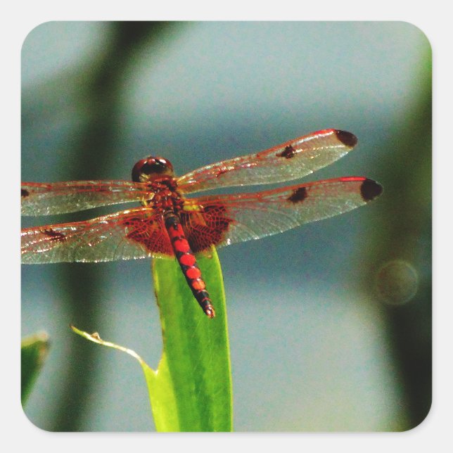 Spotted  Red and Black Dragonfly Square Sticker (Front)