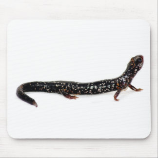 spotted salamander of North America mousepad