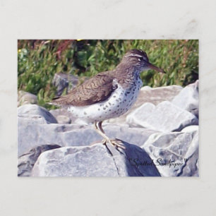Spotted Sandpiper 1 Postcard