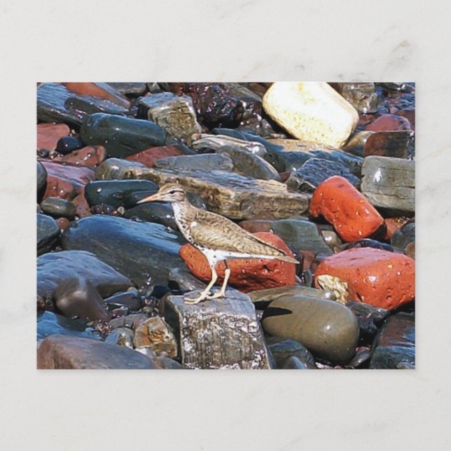 Spotted Sandpiper 2 Postcard (Front)